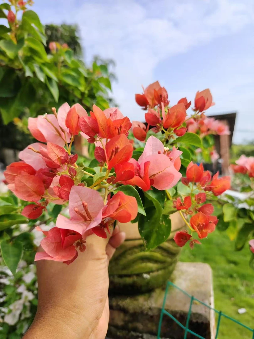 【暗斑日落】【包对版】三角梅四季开花爬藤飘枝好养护【无售后】