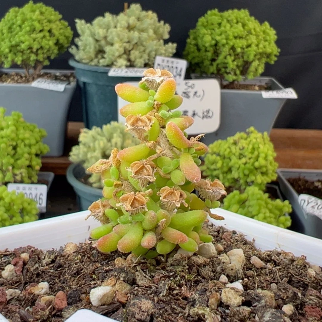 【闪购商品】dy2045防拍价红宝石