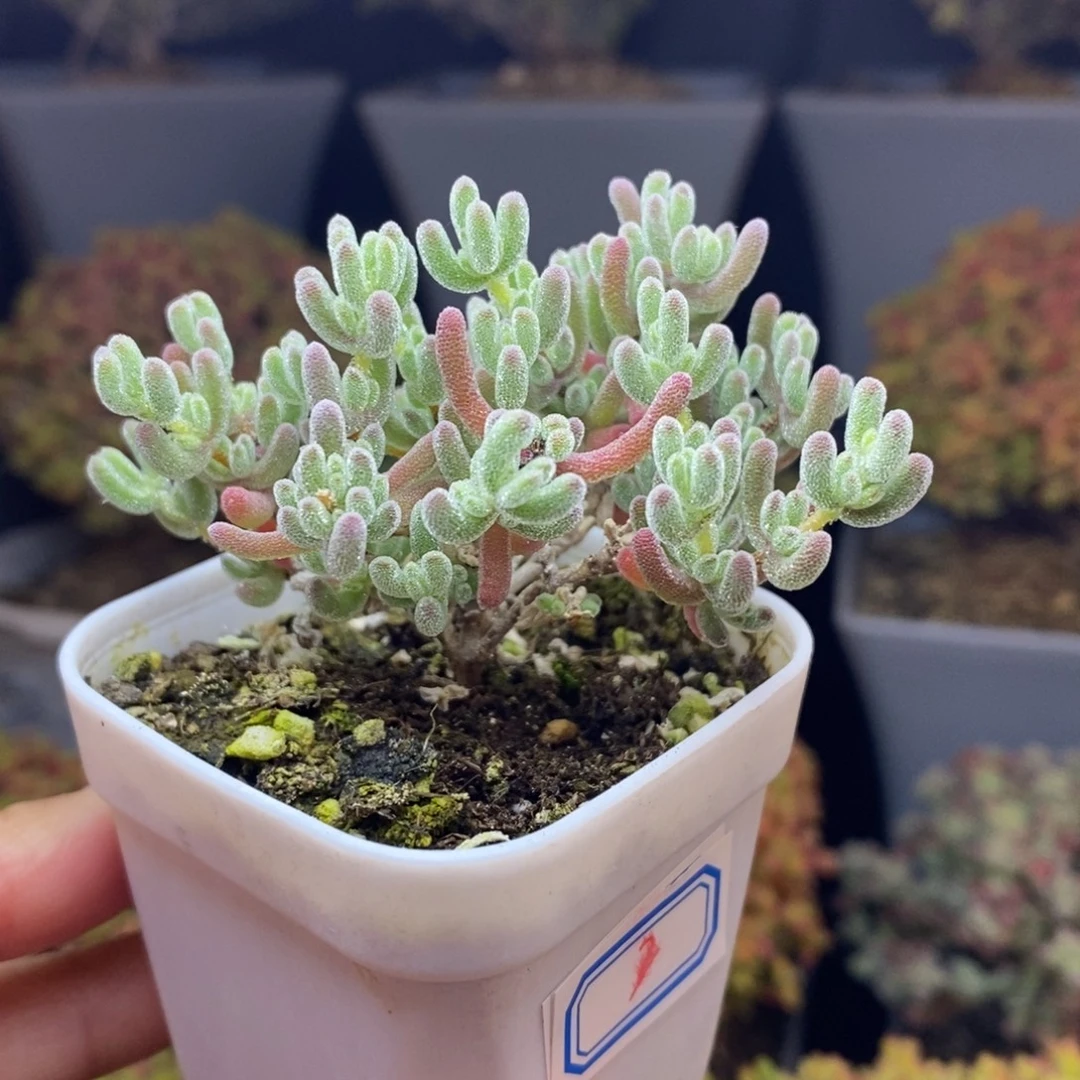 无花朵2号冰紫枝干