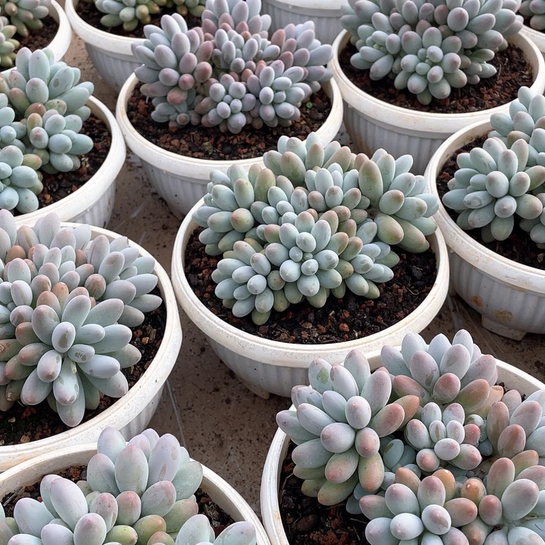 汤圆群生精控16厘米可挑