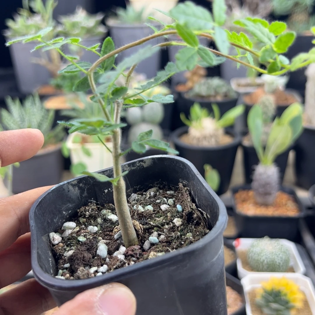 滔天橄榄实生一物一拍带盆发