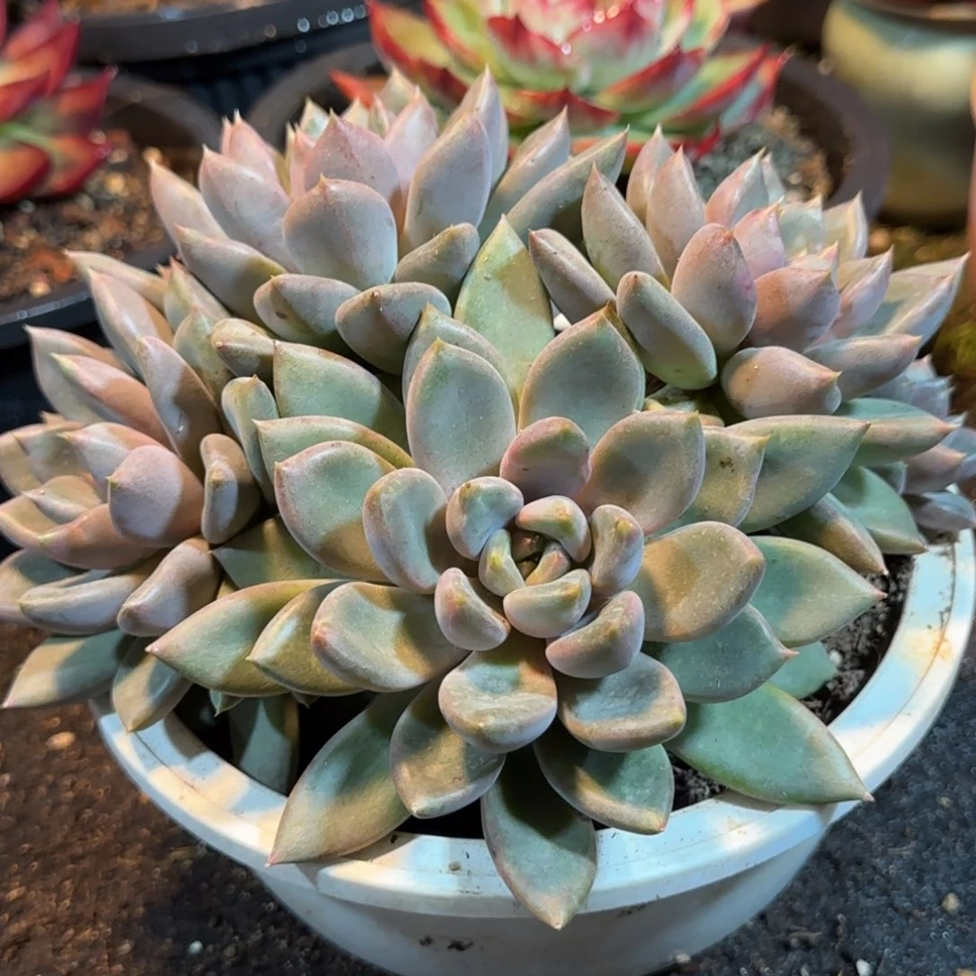 红象牙物一拍包装收缩花旱