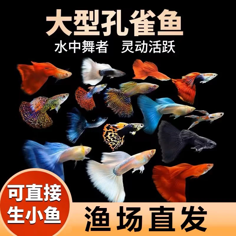 精品孔雀鱼热带纯种活鱼苗淡水小型好养易观赏鱼胎生凤尾鱼灯科鱼