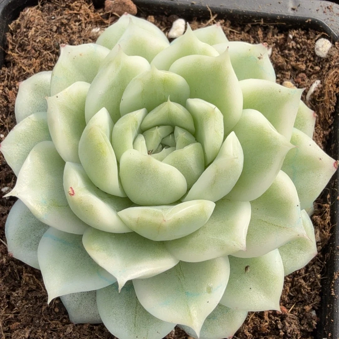 超白麦秆 安吉园艺锦