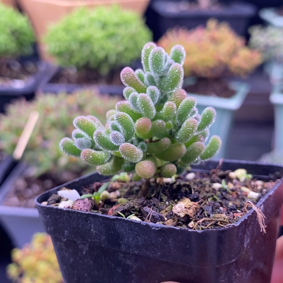 369冰晶杂实生。