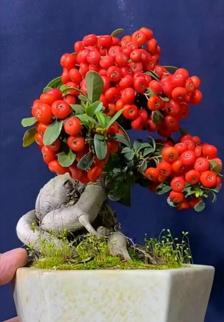 精品造型火棘盆景，一季赏花三季赏果，四季常青