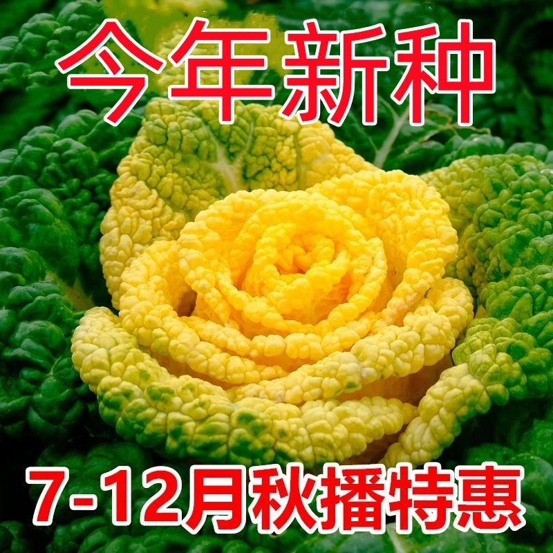 {火爆}奶油黄心乌种子耐寒黄心乌塌菜种籽菊花心青菜四季蔬菜秋冬