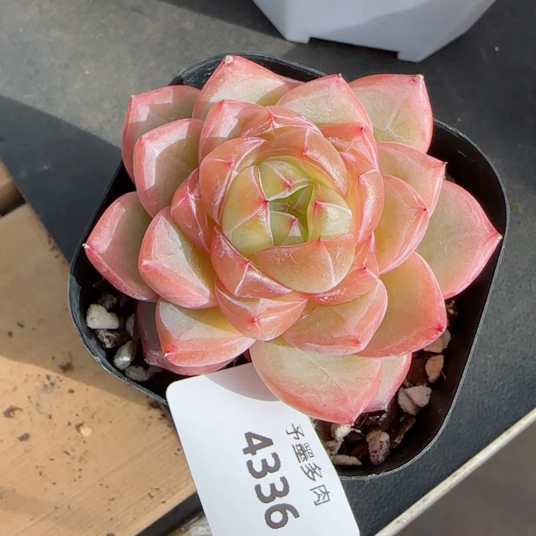 海洋之星，4336多肉植物