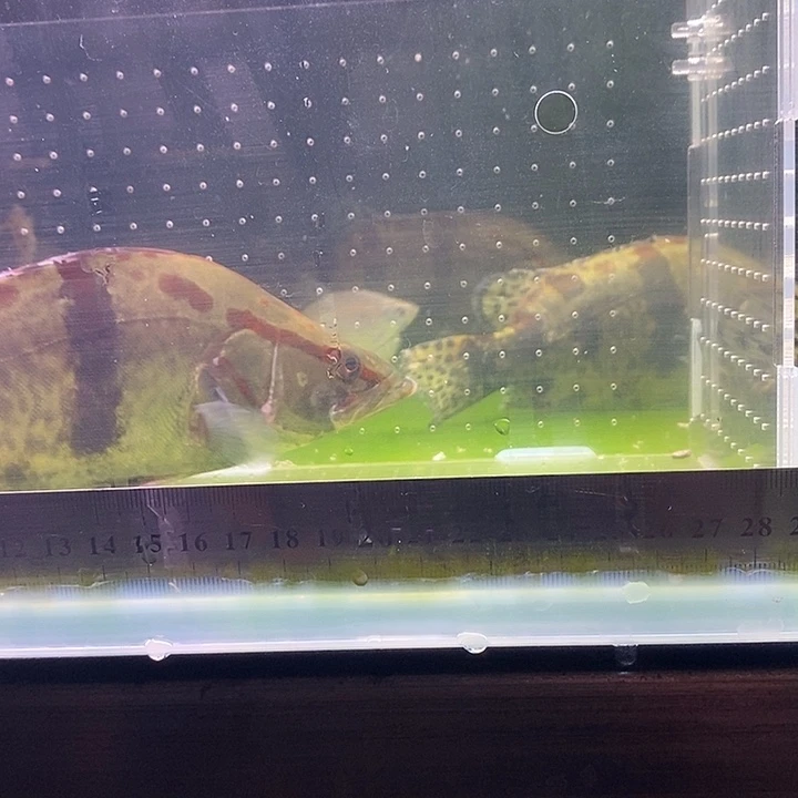 鳜鱼红纹鳜鱼中国虎鱼