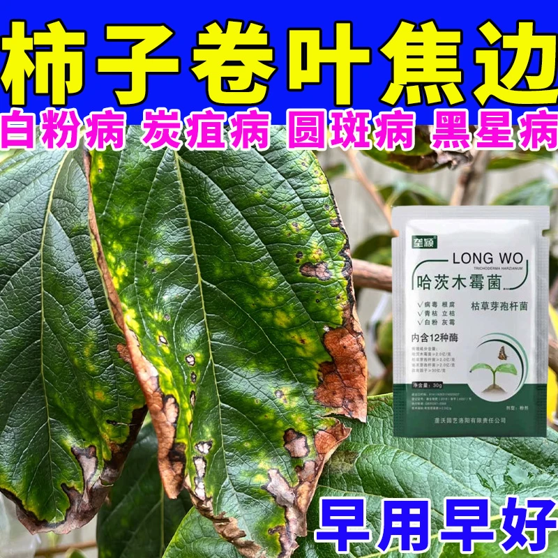 柿子树焦边卷叶专用肥日本柿子叶子卷曲焦边新叶黑杆病叶子发黄剂