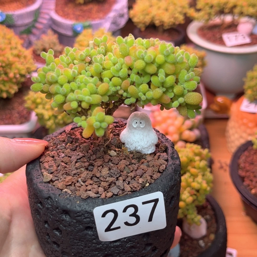 237金橘可爱多肉植物