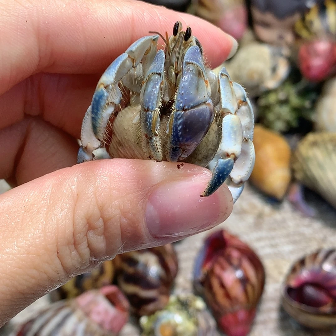 1.8口径奔跑的寄居蟹10号