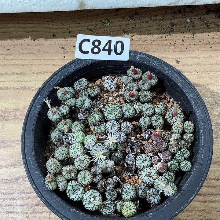 840安贞福利带盆土发