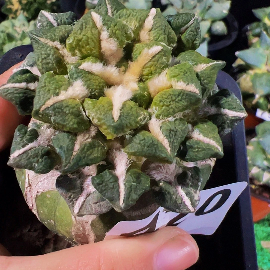 无花朵福利黑牡丹锦420