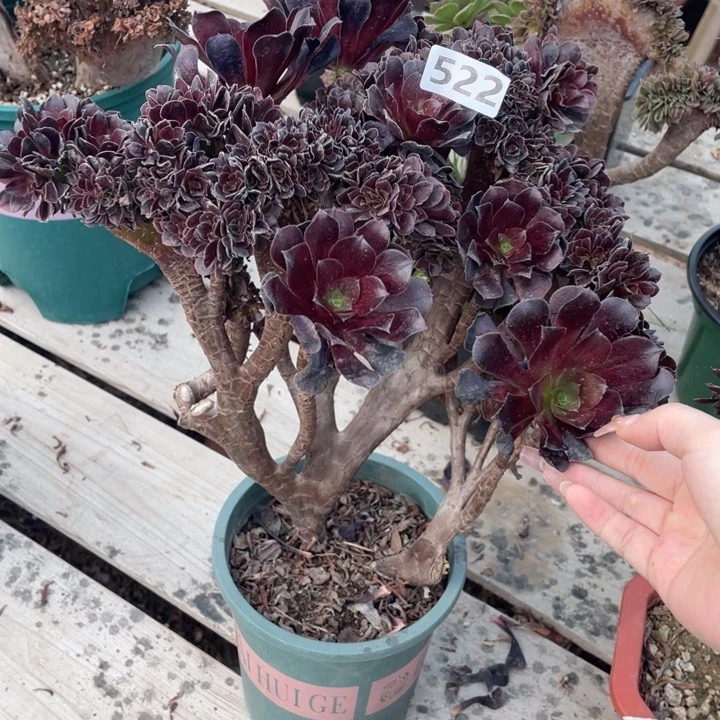 带伤特价多肉多菜不多了啊这不