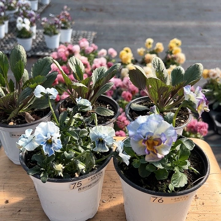 水晶抖音直播闪拍75-76