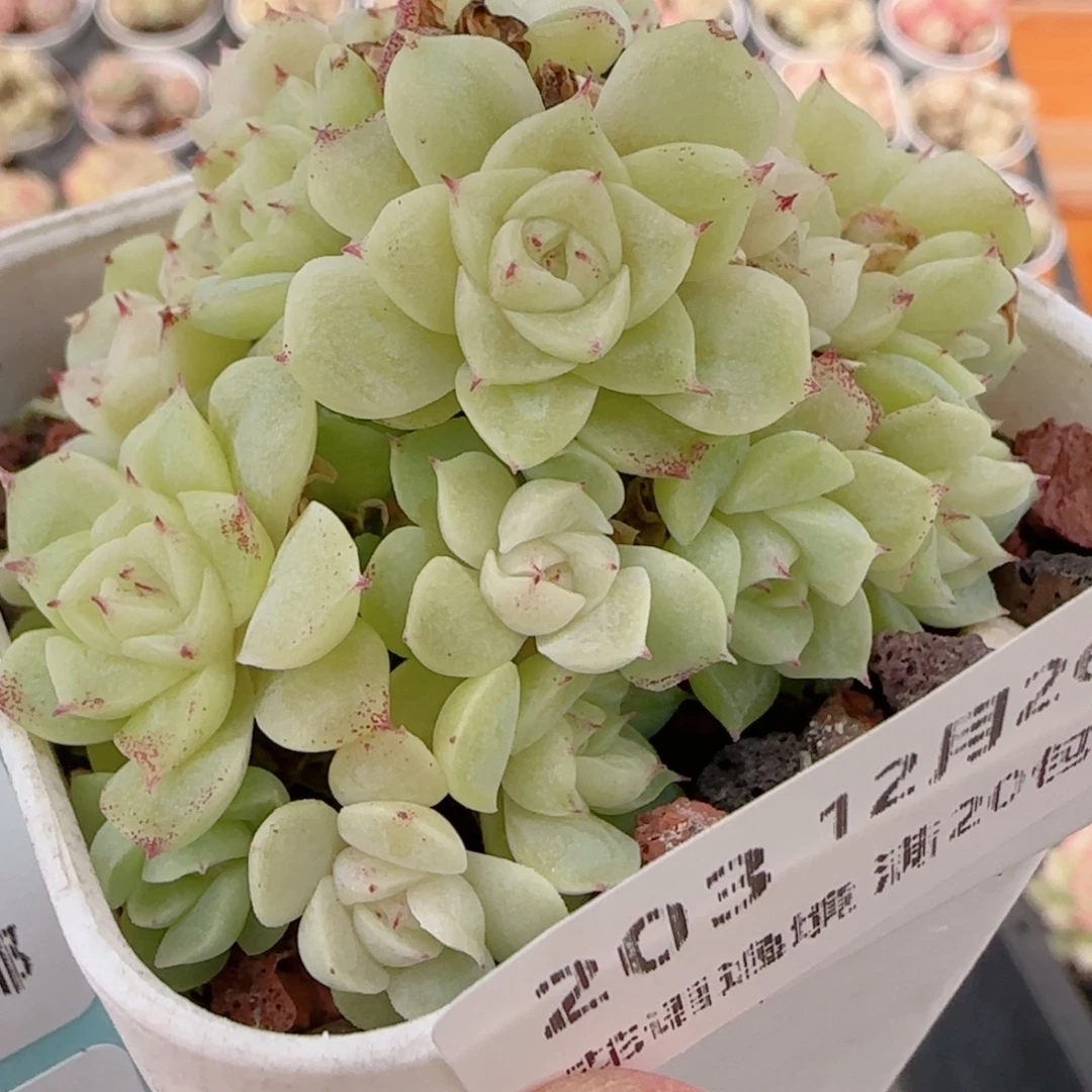 花语多肉1226-203散开播福利