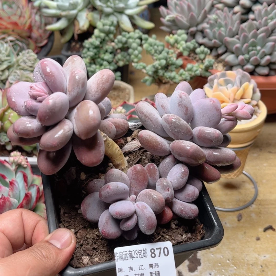 【闪购商品】870秋美人