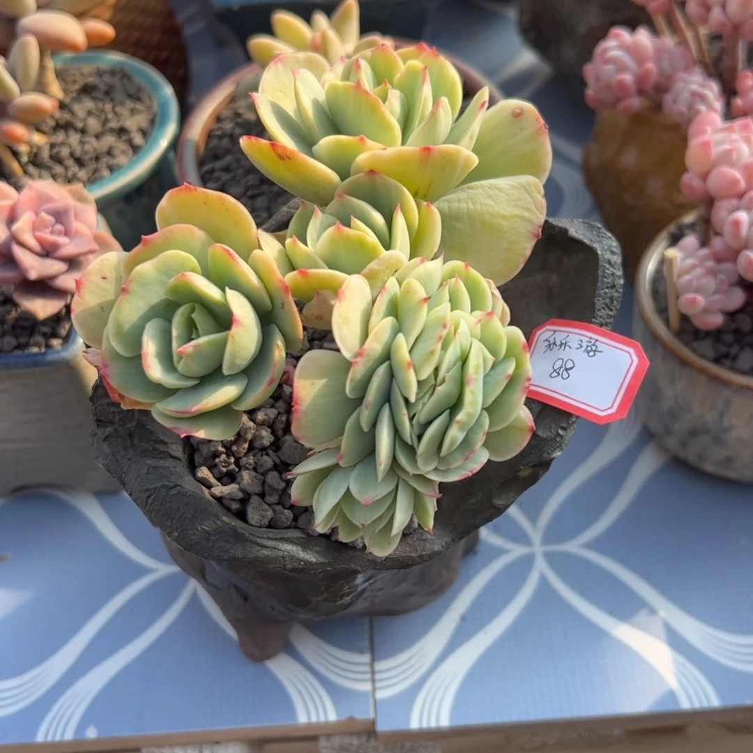 多肉植物多肉植物