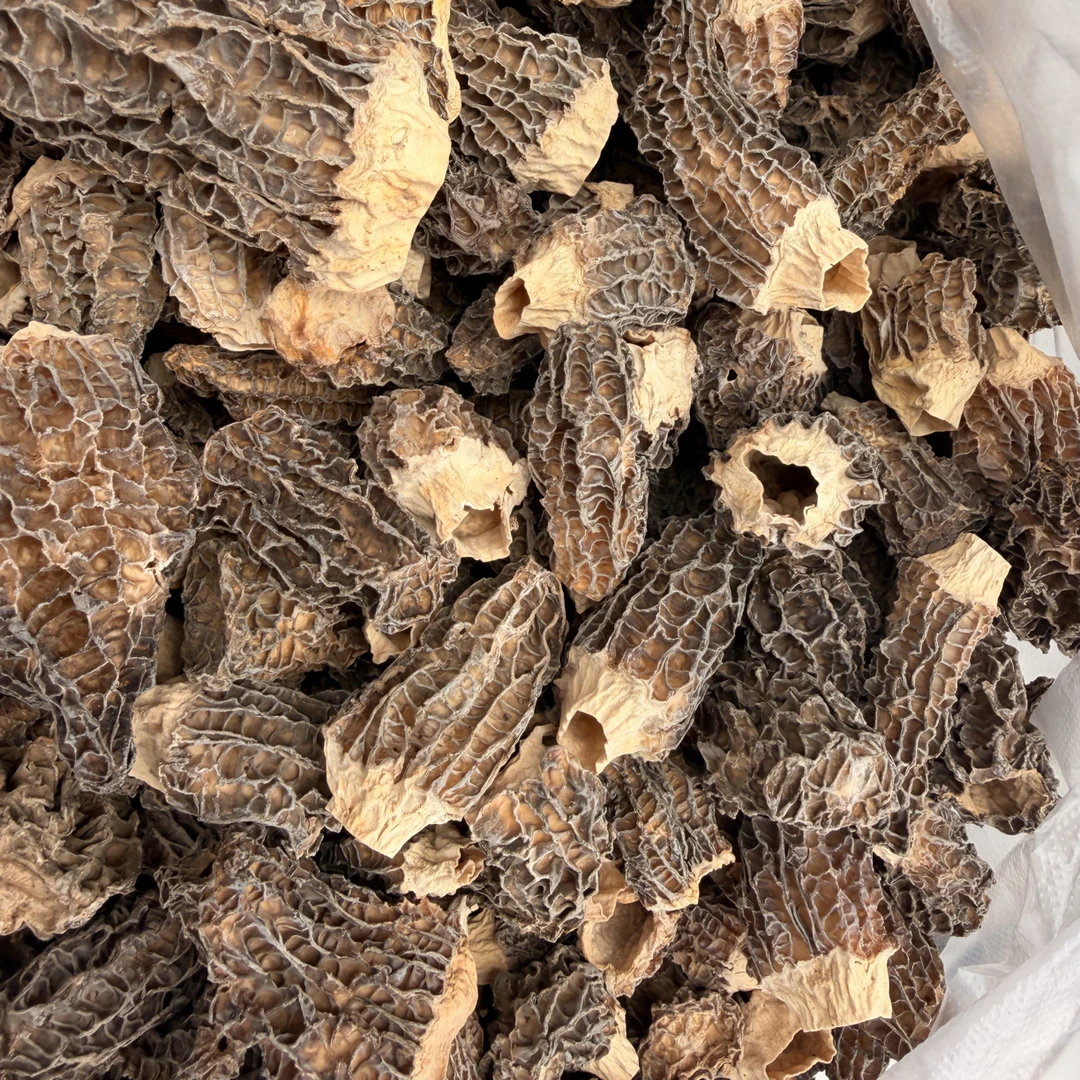 【大个山货】云南农家羊肚菌