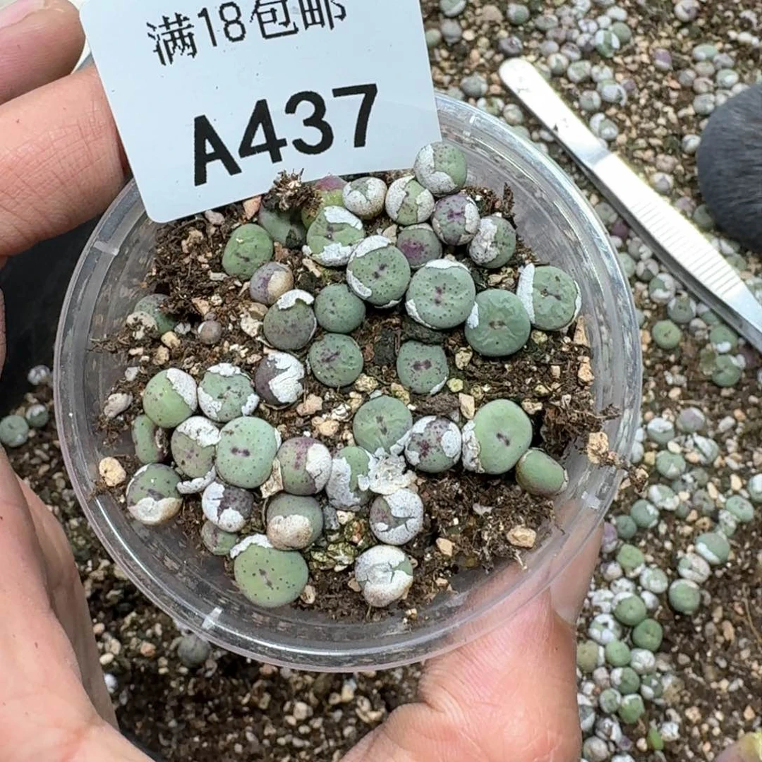 范**半A437。小红嘴一盒