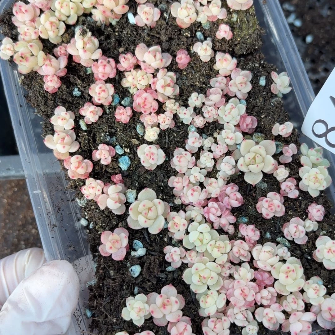 多肉植物多肉植物84