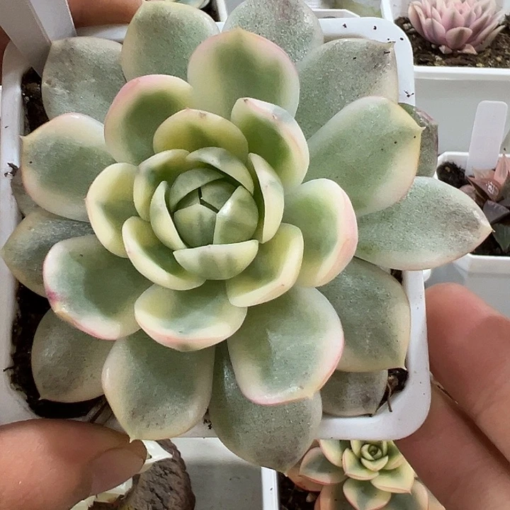 1006号韩水晶锦多肉