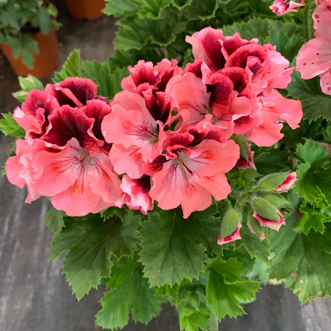天竺葵盆栽花卉带花苞发货庭院绿植阳台四季开花不断好养