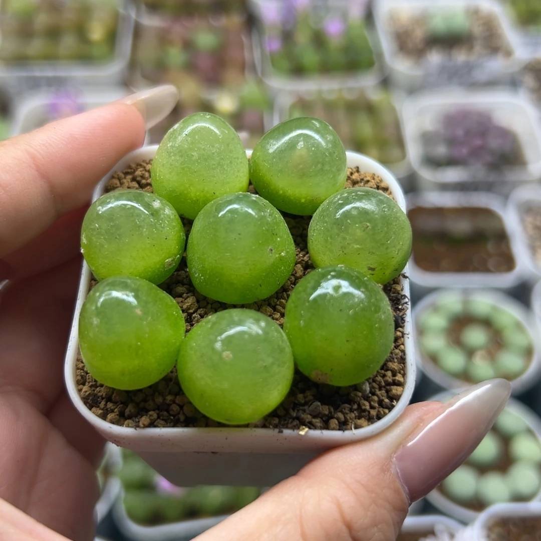 323八颗灯泡裸根发货