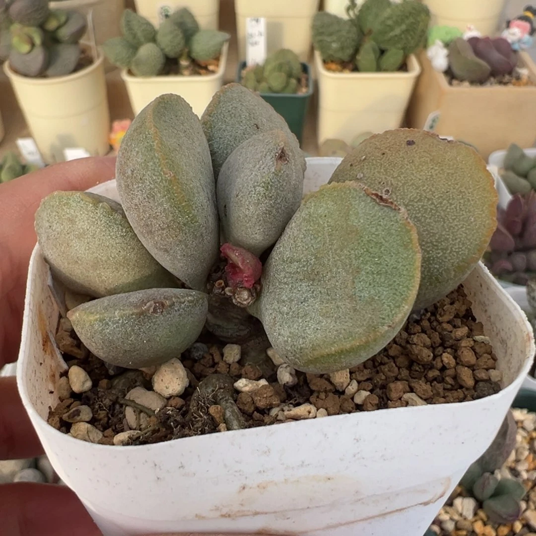 261 号好看的水泡冲冲冲