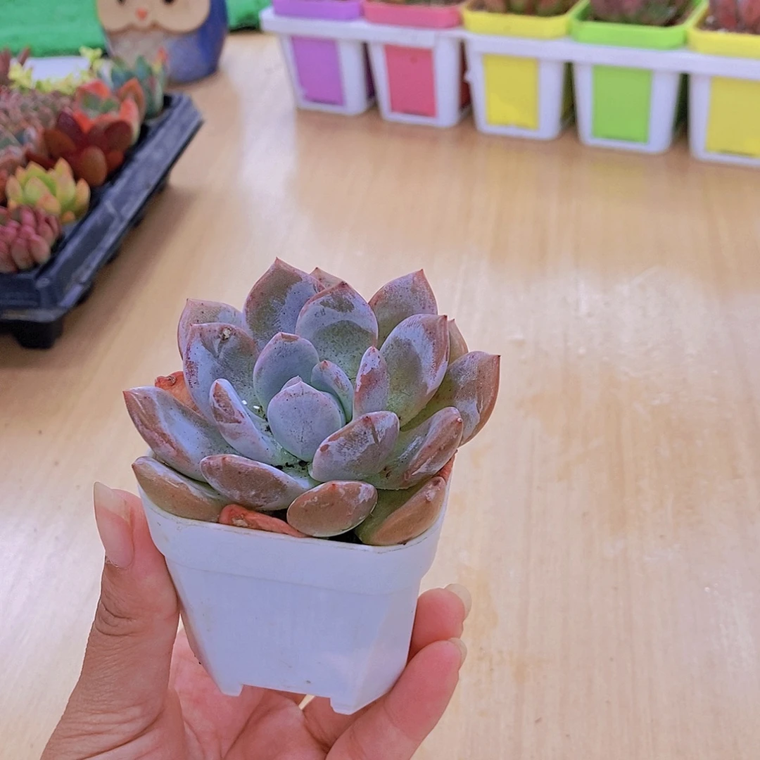 无花朵多肉植物橙梦露送盆