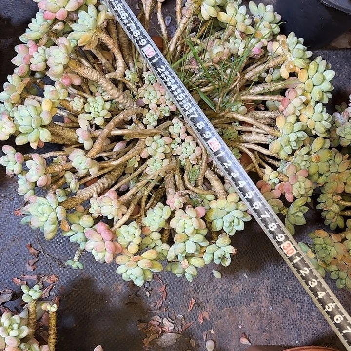 多肉植物一物一拍洛可可444