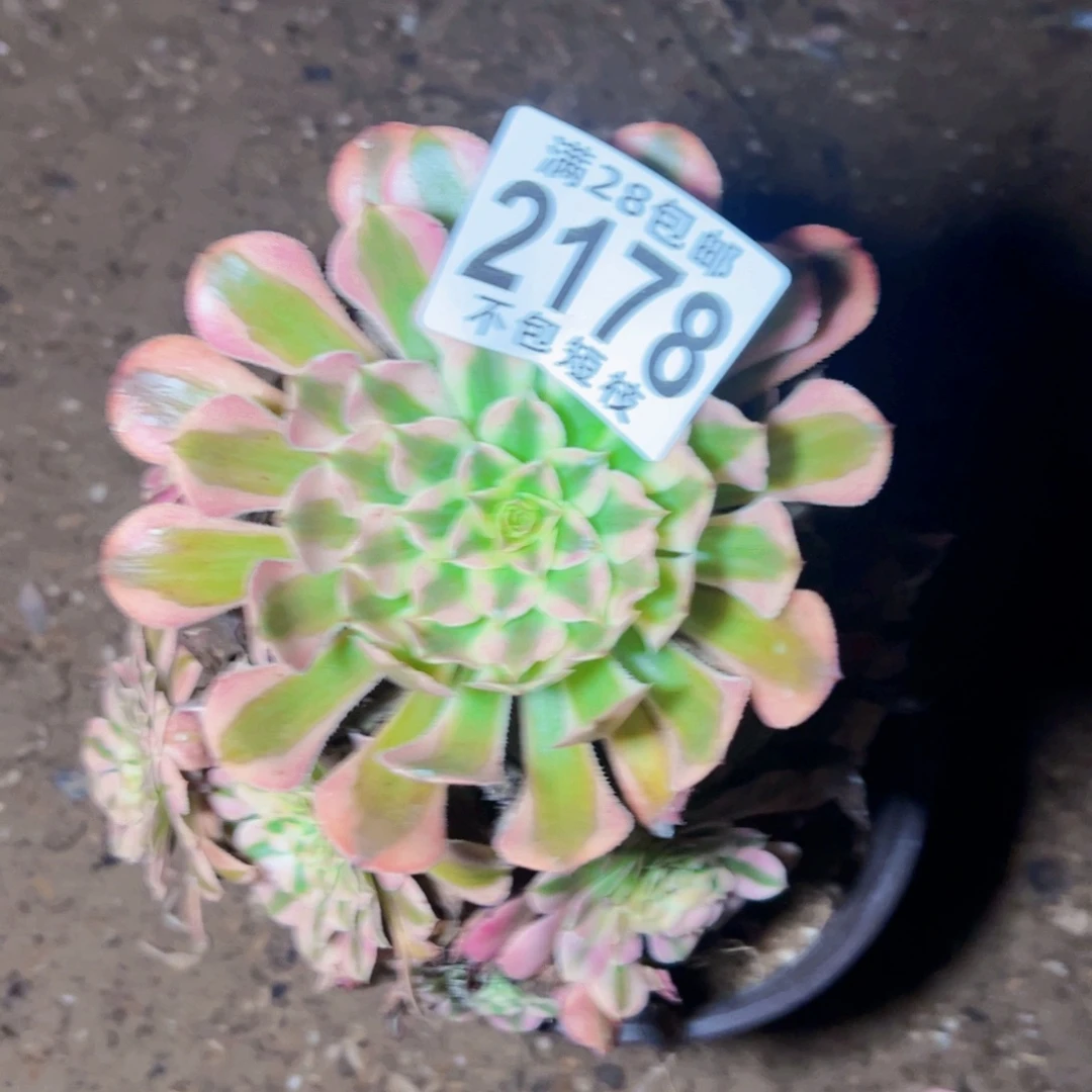 2175铜壶多肉植物2178