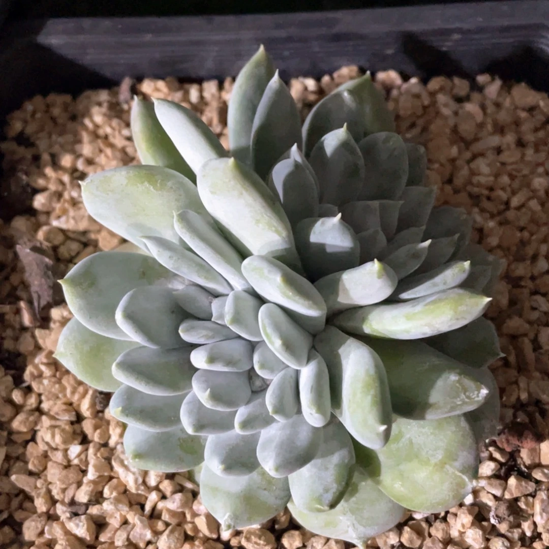 玫瑰型牡丹苹果叶群生