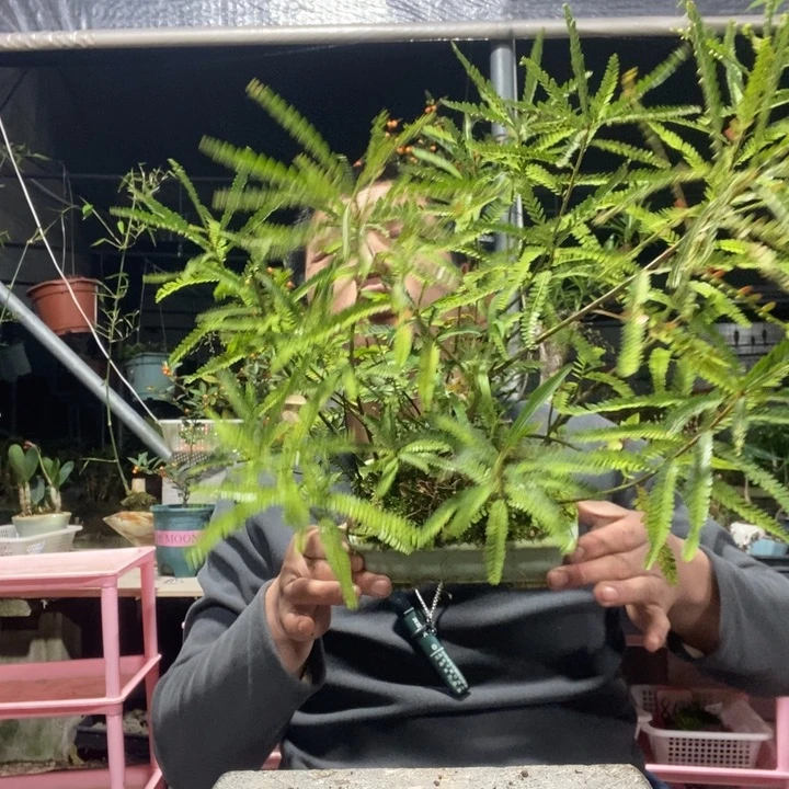无***过以实际为准盆景绿植盆栽117