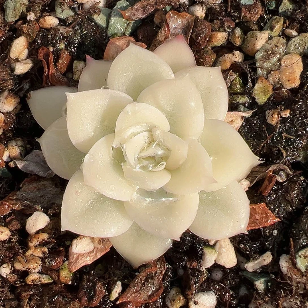 月亮仙子宽锦，宽覆轮锦