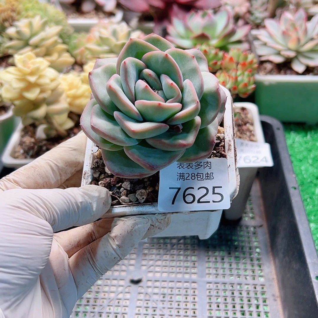无花朵萍多肉一物一拍7625