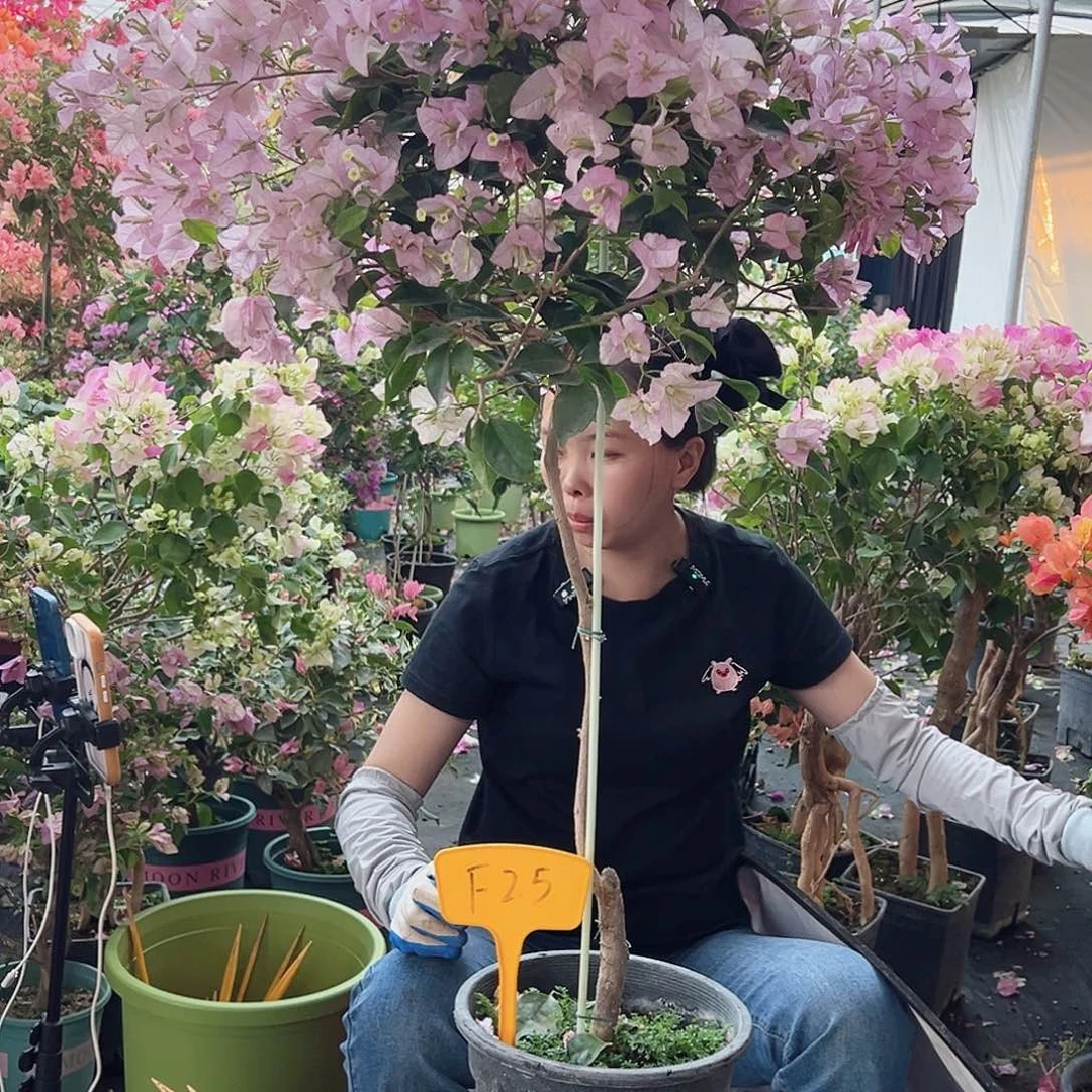 福***安大部分花苞少量开放F25丽娜