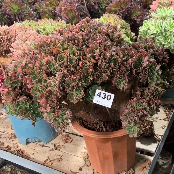 430玫瑰准朵朵缀多肉法师