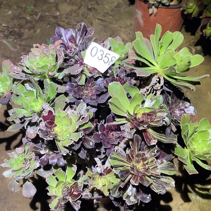 多肉植物不包断枝359水墨丹青