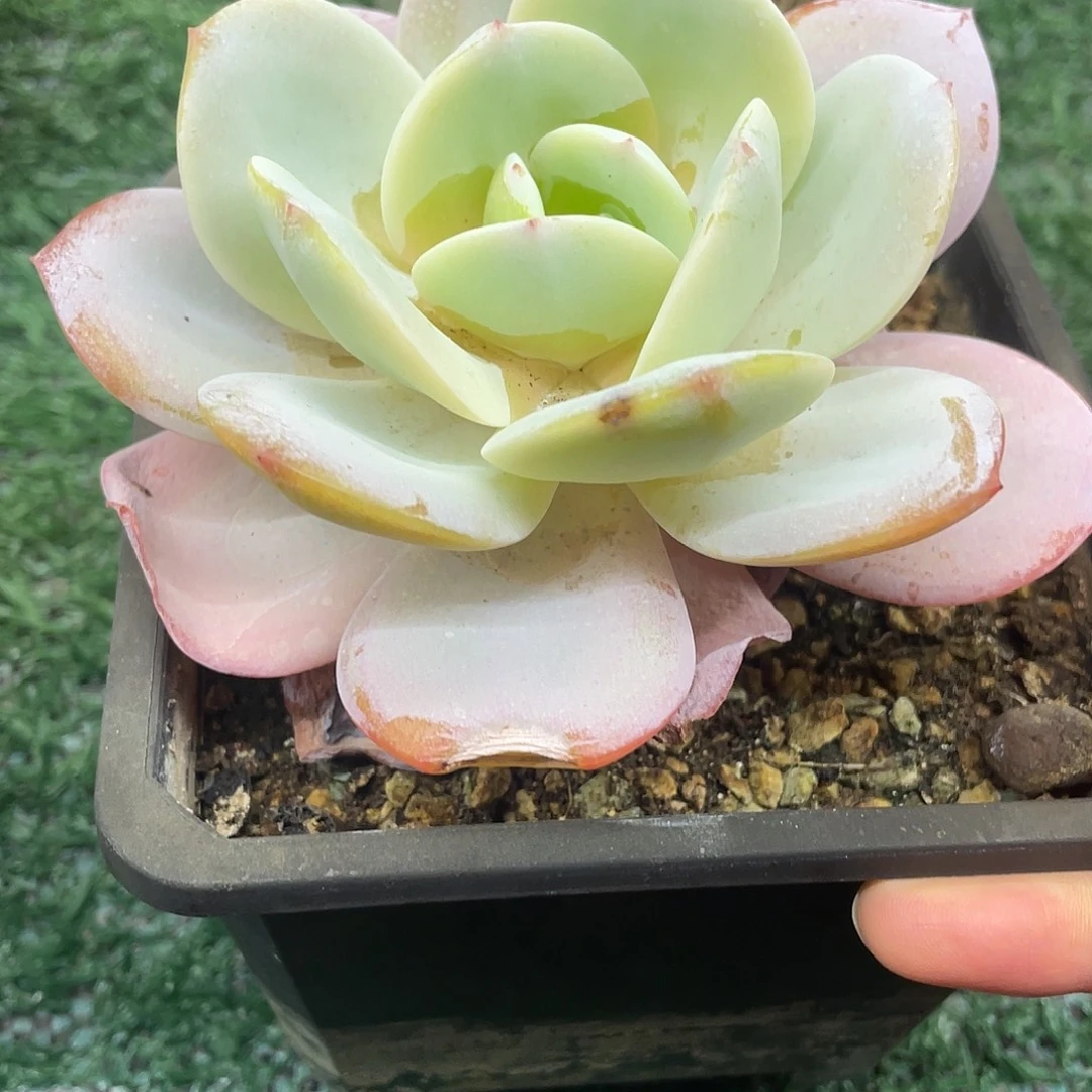 奶茶杂一物一拍28包邮非偏远