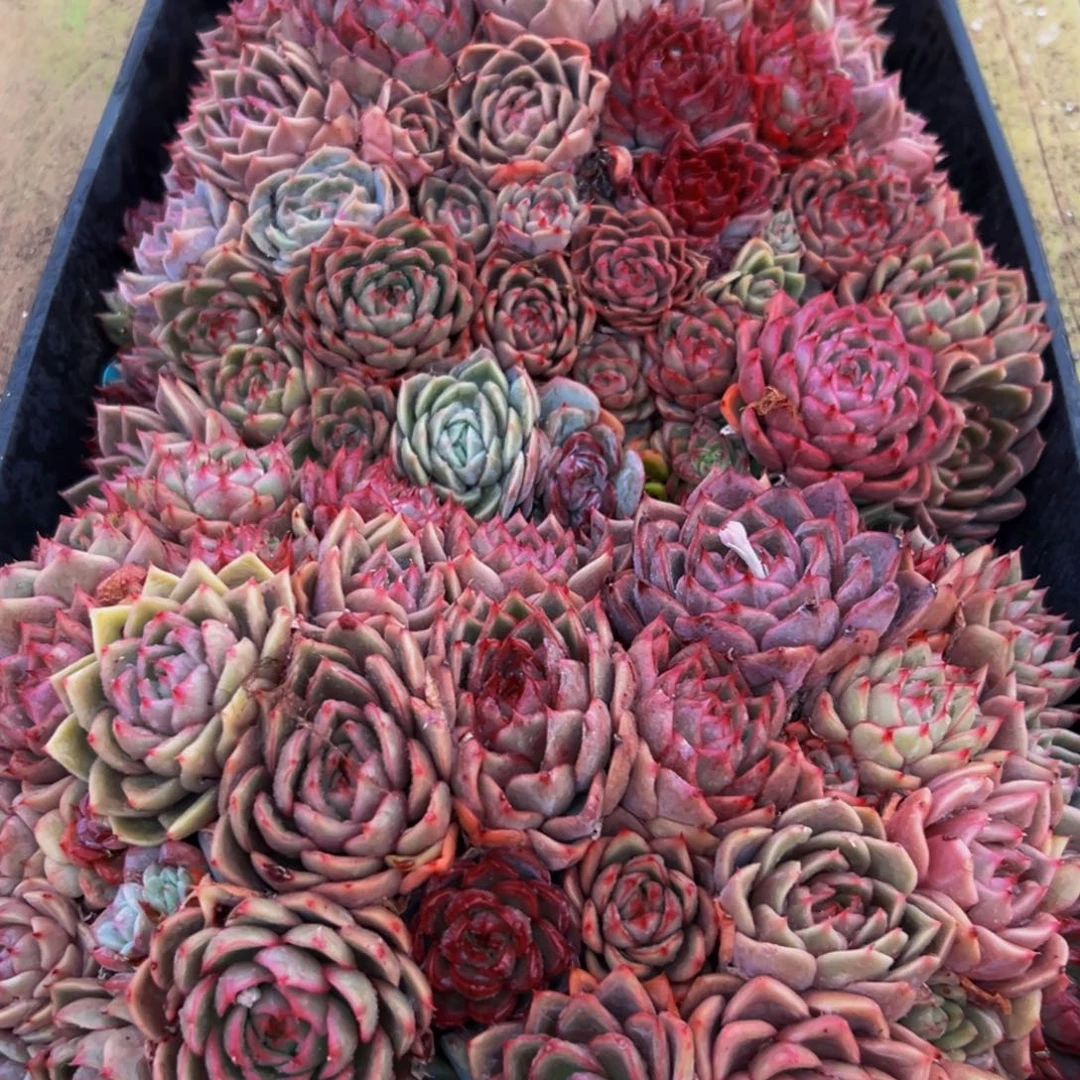 005多肉葡萄的味道是