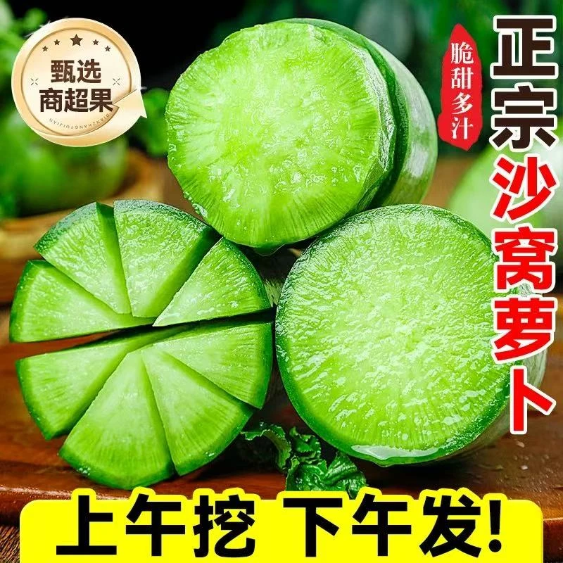 潍坊水果萝卜新鲜甜脆水果生吃型潍县沙窝青萝卜