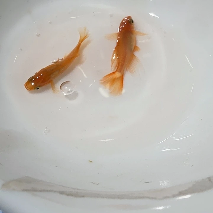 青鳉鱼2号拍品光体长鳍