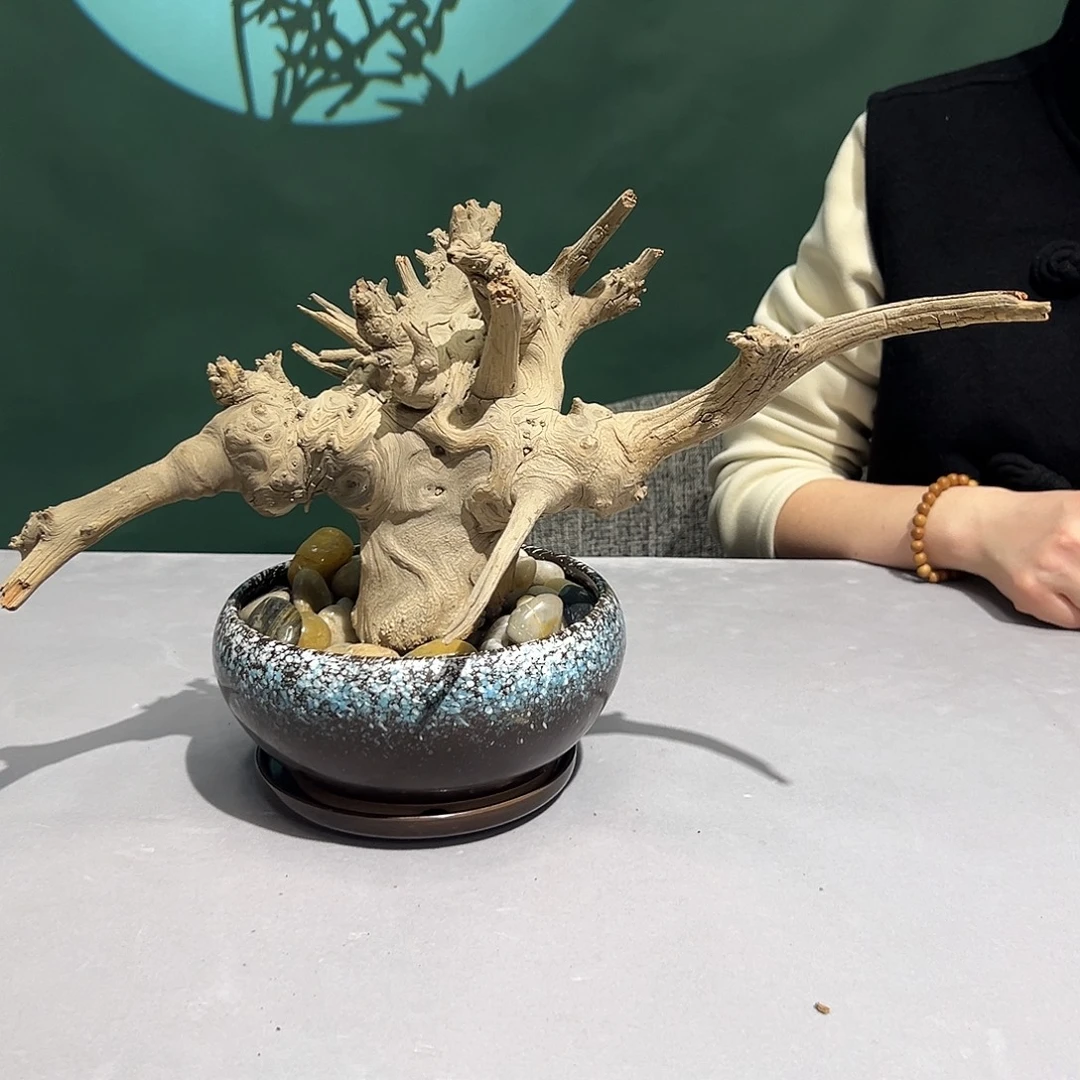 飞***龙柏木（崖柏）变异崖柏小古树
