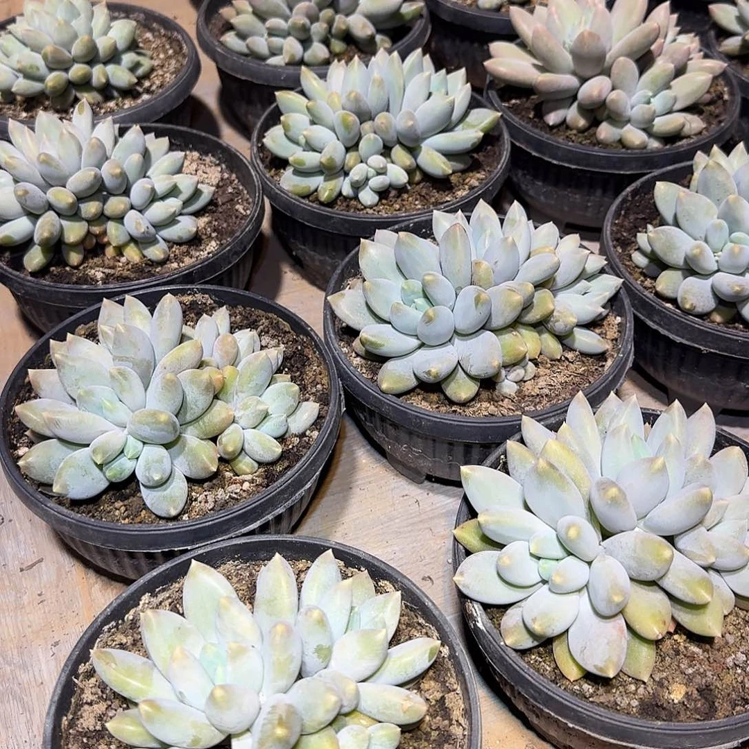 黄胖体哥特萝莉整无砍群生