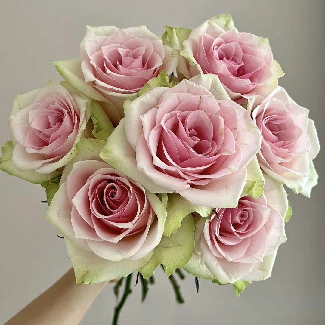 【方德】维纳斯玫瑰20枝（无土栽培）【1单中通2单顺丰京东包邮】鲜花