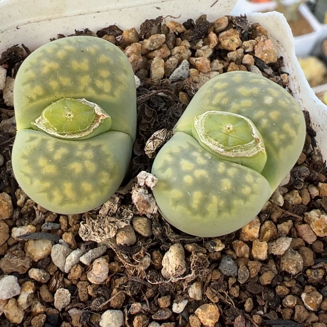 263多肉植物种类多样