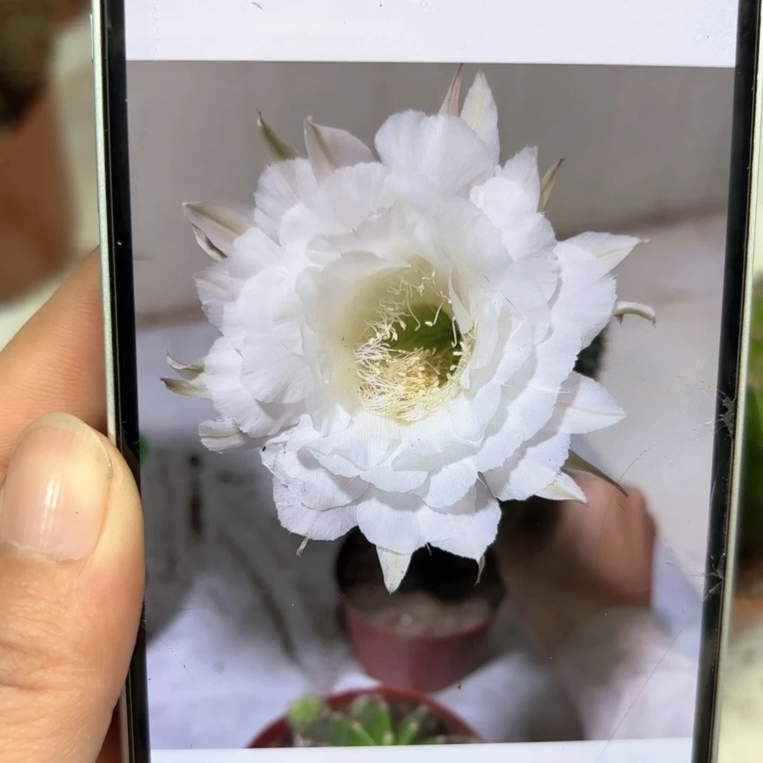 彩草青青92号7公分左右