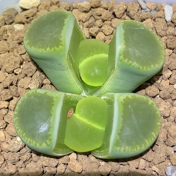 精品多肉植物精品绿光阳